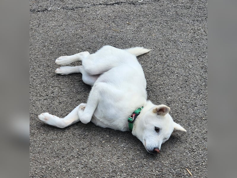 Cheong-A, kleine Überlebenskünstlerin