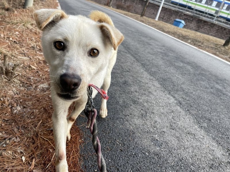 Dorie, ein toller Familienhund