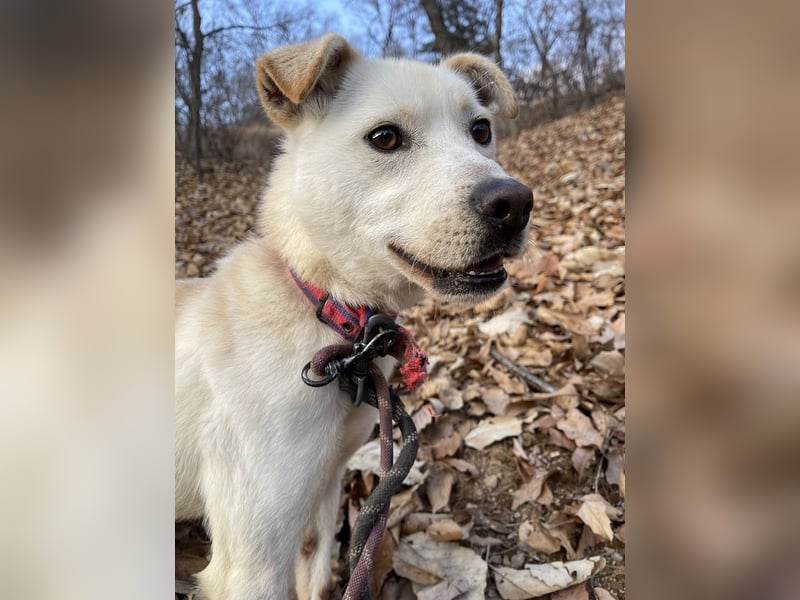 Dorie, ein toller Familienhund