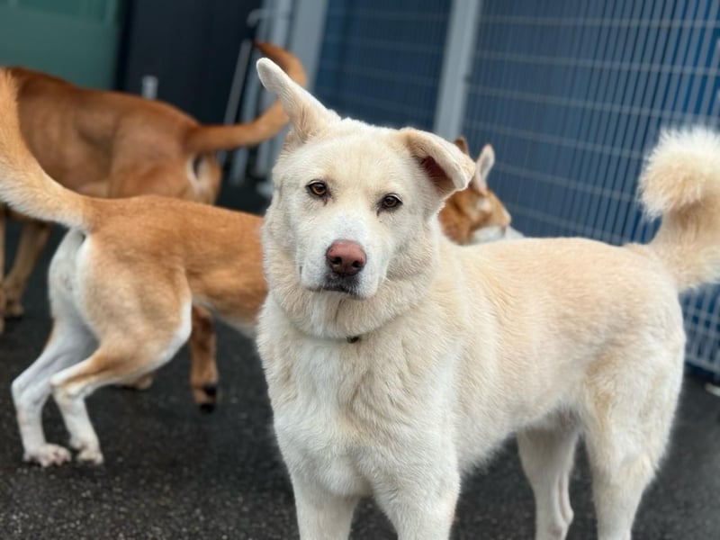 Matthew, sanfter Beobachter sucht ruhiges Herzenszuhause