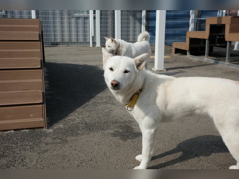 Zenne, ein Wirbelwind