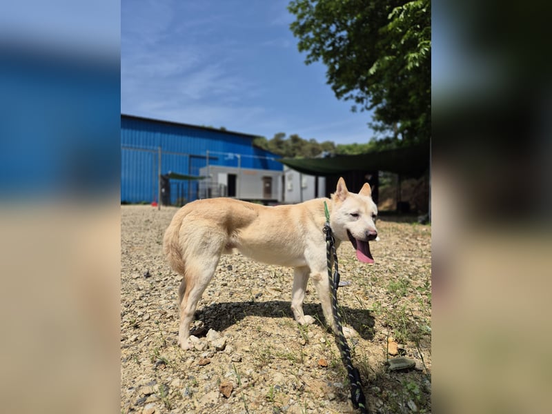 Solar, ruhiges, aktives Hundemädchen