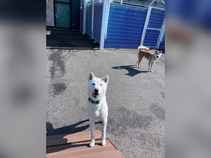 Cheong-A, kleine Überlebenskünstlerin