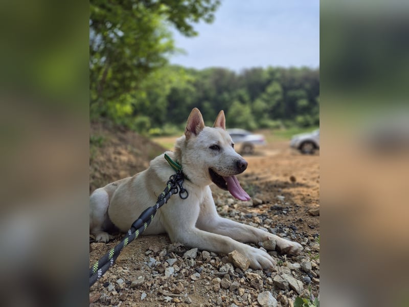 Solar, ruhiges, aktives Hundemädchen