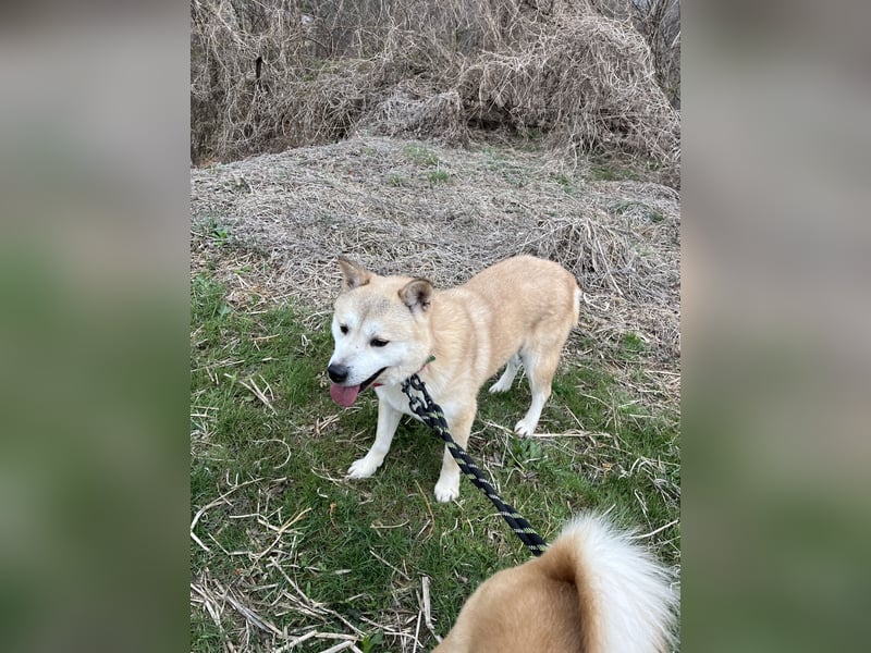 Bagel, sanfter Jindo-Mix sucht ein liebevolles Zuhause
