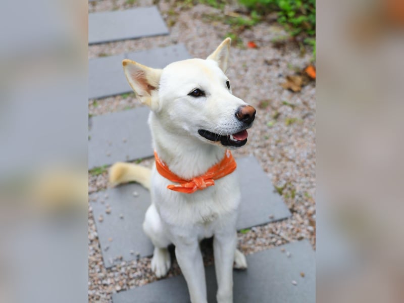 Jirisan, sucht ein Herz und ein Zuhause für immer