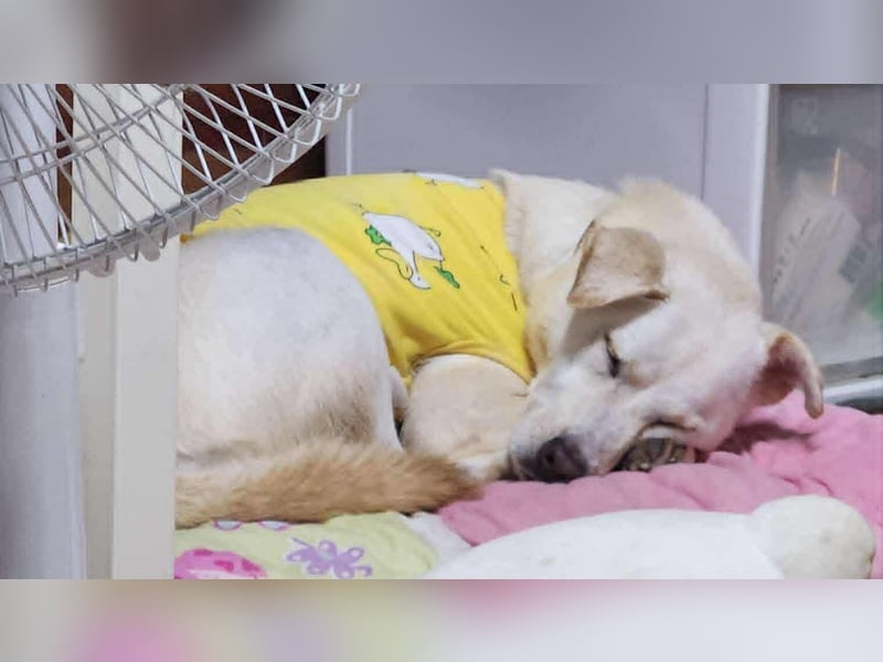 Dorie, ein toller Familienhund