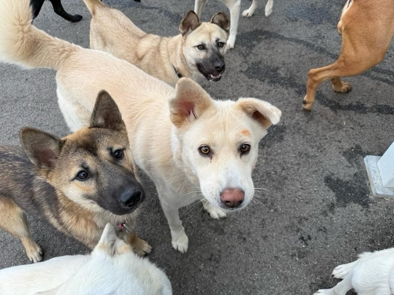 Matthew, sanfter Beobachter sucht ruhiges Herzenszuhause