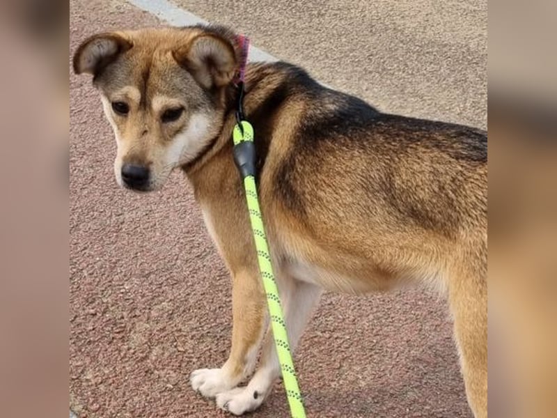 Reeces, etwas schüchtern, aber sehr lieb