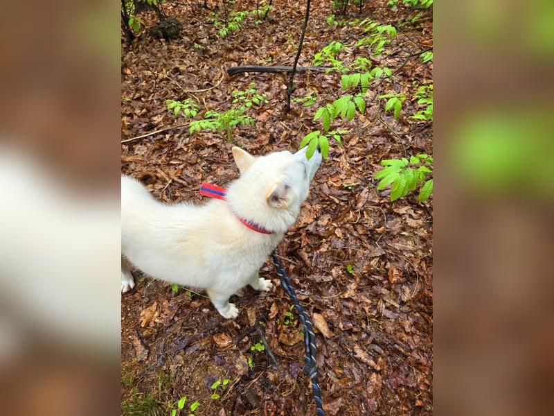 Ella, sanfte Jindo-Mix Hündin sucht geduldige Menschen