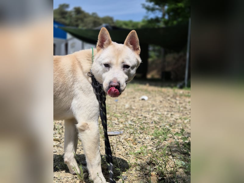 Solar, ruhiges, aktives Hundemädchen