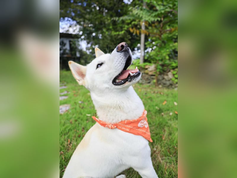 Jirisan, sucht ein Herz und ein Zuhause für immer