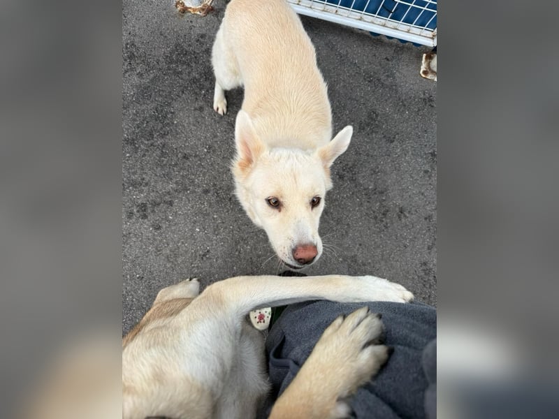 Matthew, sanfter Beobachter sucht ruhiges Herzenszuhause