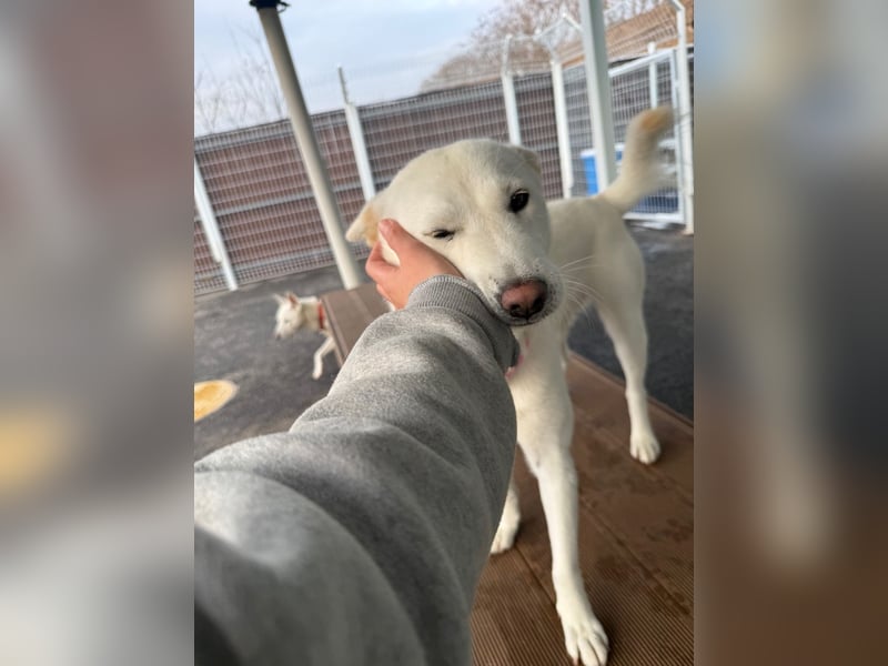 Zenne, ein Wirbelwind