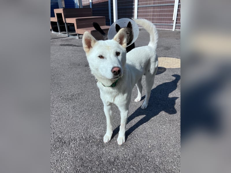 Cheong-A, kleine Überlebenskünstlerin