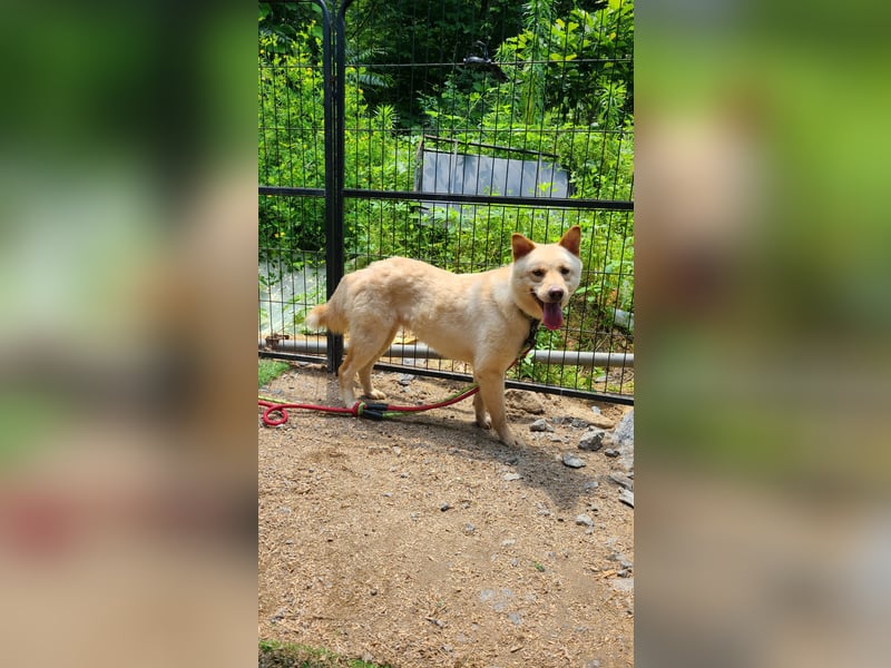 Solar, ruhiges, aktives Hundemädchen