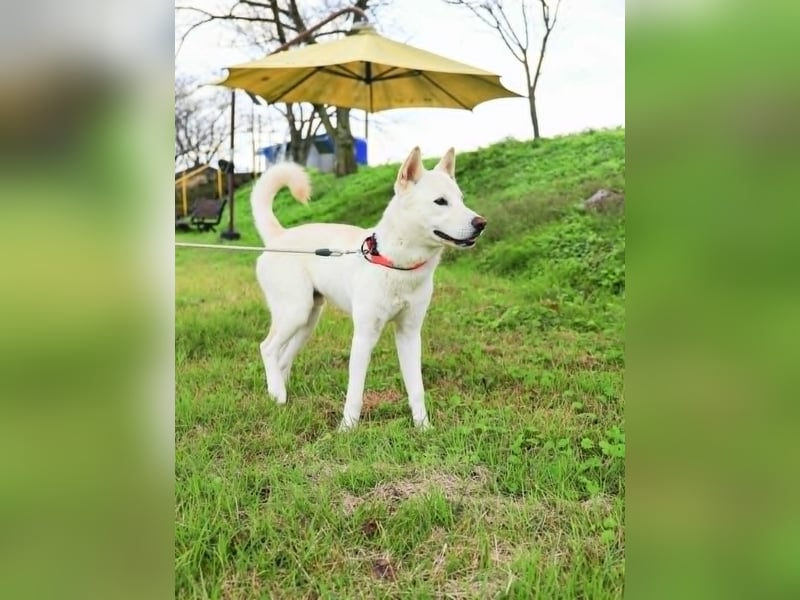 Jirisan, sucht ein Herz und ein Zuhause für immer