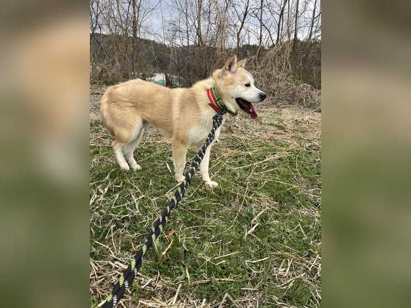 Bagel, sanfter Jindo-Mix sucht ein liebevolles Zuhause