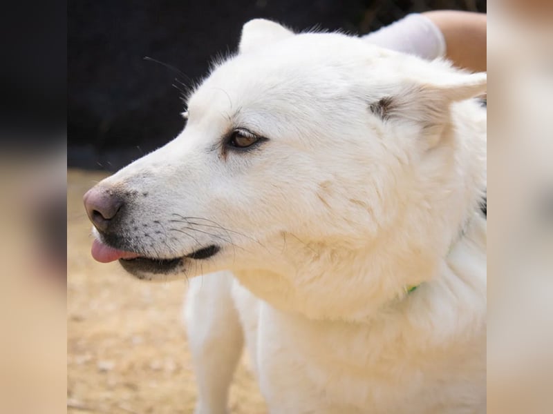Paprika, liebevollle Jindo-Mix Mama