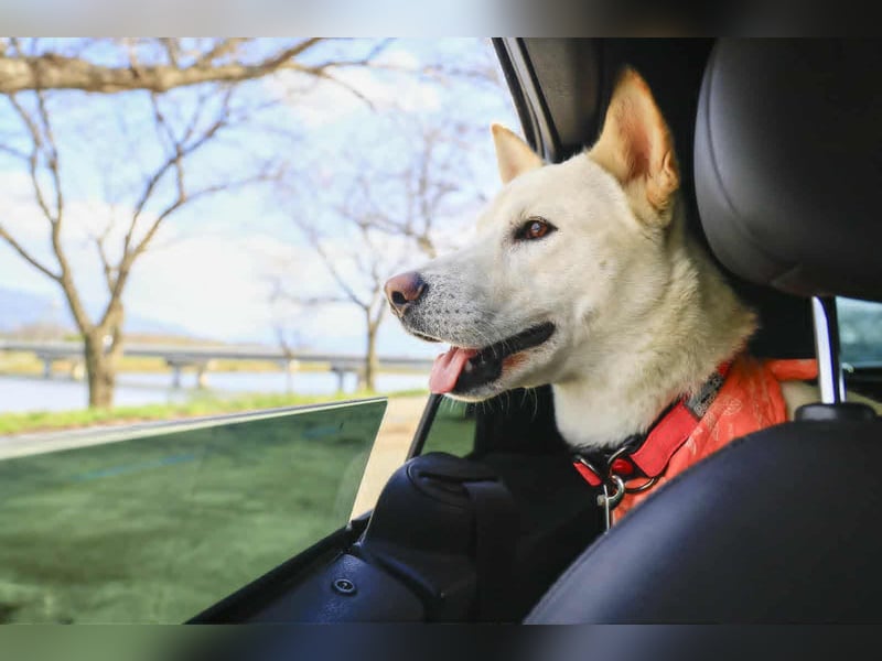 Jirisan, sucht ein Herz und ein Zuhause für immer