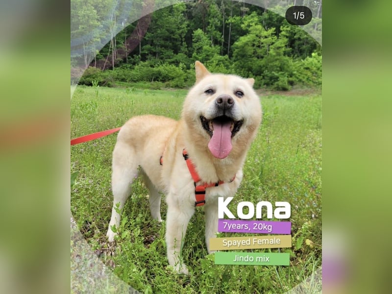 Kona, sanftes Teddymädchen möchte endlich ein Körbchen haben 20kg, 2017 geb., sehr lieb