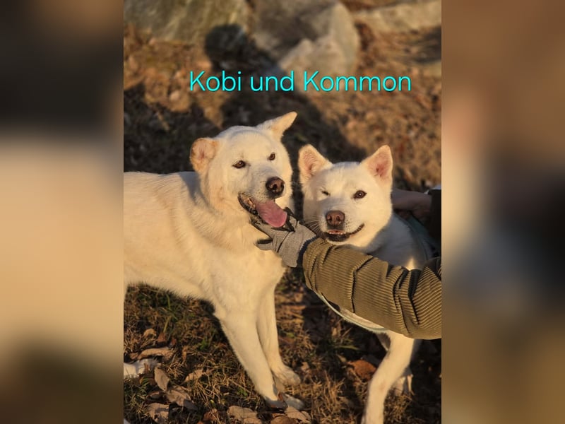 Kobi, süßer Typ für die Couch und für Aktivitäten