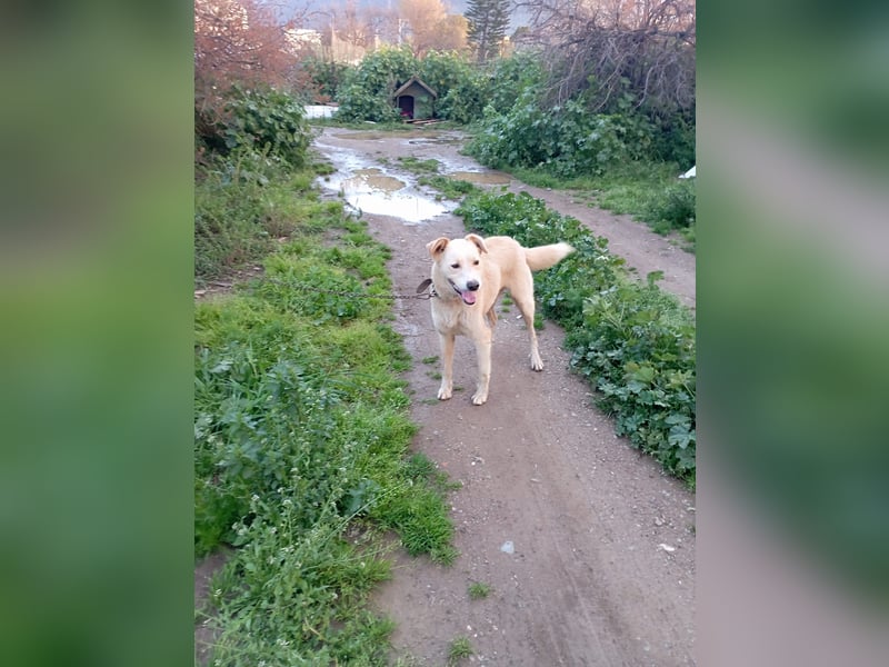 **LUIS** Korea Jindo-Labrador-Mix, Rüde kastriert, ca 4 Jahre