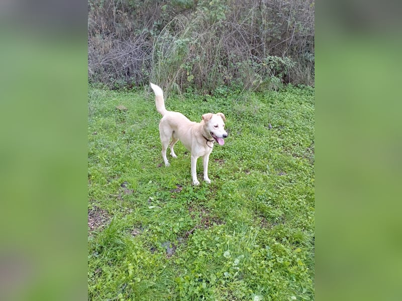 **LUIS** Korea Jindo-Labrador-Mix, Rüde kastriert, ca 4 Jahre