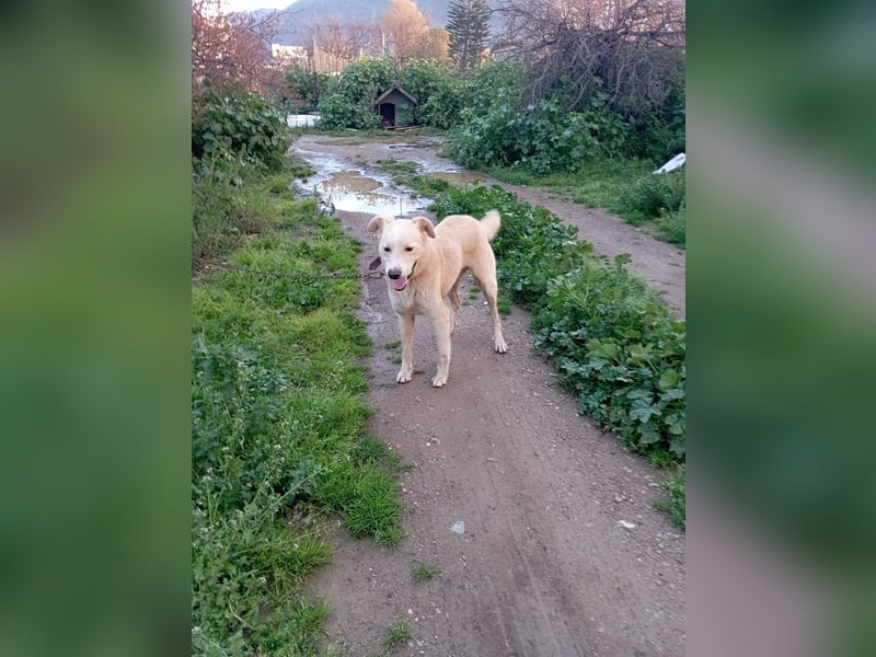 **LUIS** Korea Jindo-Labrador-Mix, Rüde kastriert, ca 4 Jahre