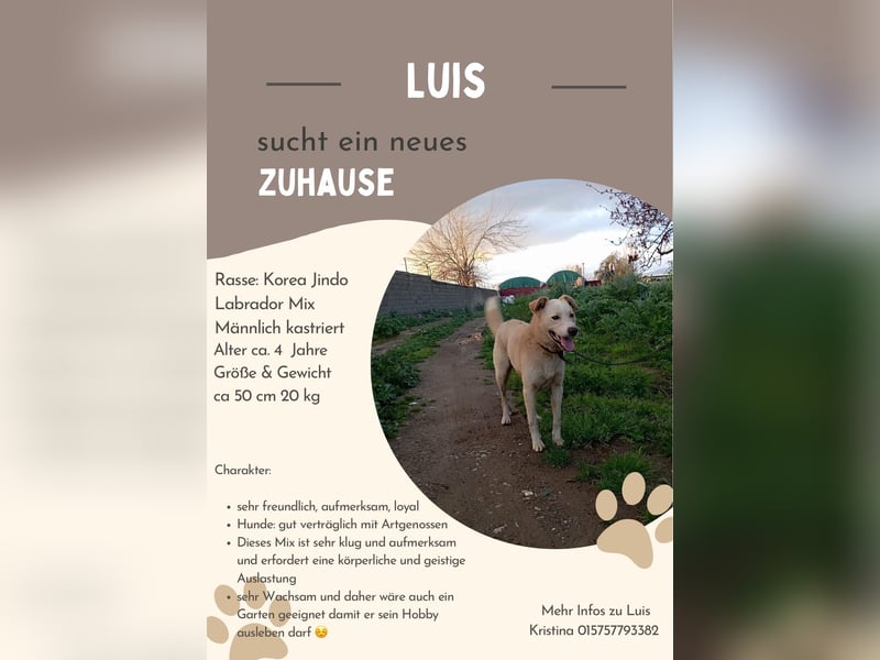 **LUIS** Korea Jindo-Labrador-Mix, Rüde kastriert, ca 4 Jahre