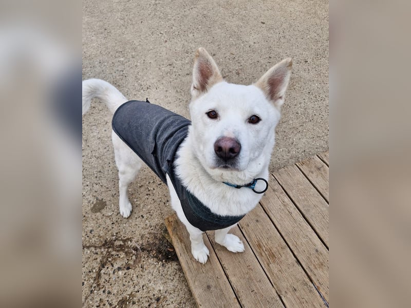 Sunhee, süsse Hündin ,liebt Menschen und Hunde