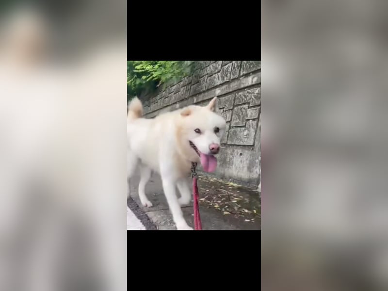 Jiwoo, bitte helft, warum sieht dich keiner, warum nur, er ist so lieb und freundlich