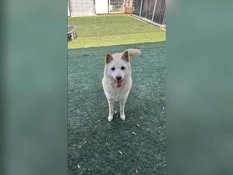 Cheese, lieber Rüde, letzter Versuch für ein zu Hause