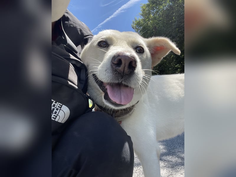 Namjoo, aktive Hündin die sich auf ihren Menschen freut