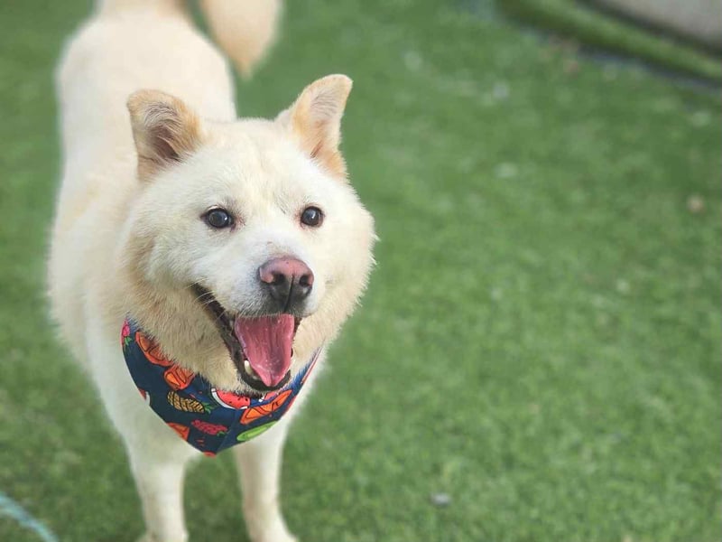 Howie, der Schatz auf vier Pfoten möchte Dein Begleiter werden