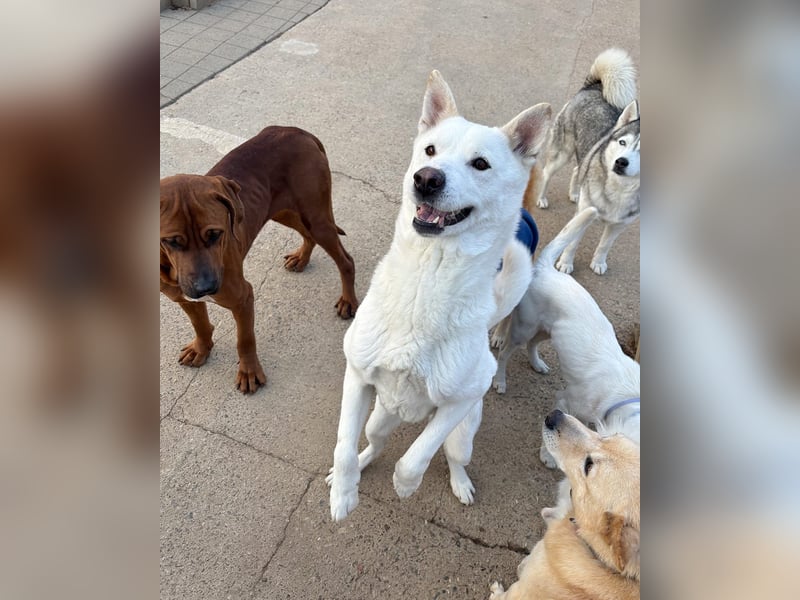 Sunhee, süsse Hündin ,liebt Menschen und Hunde