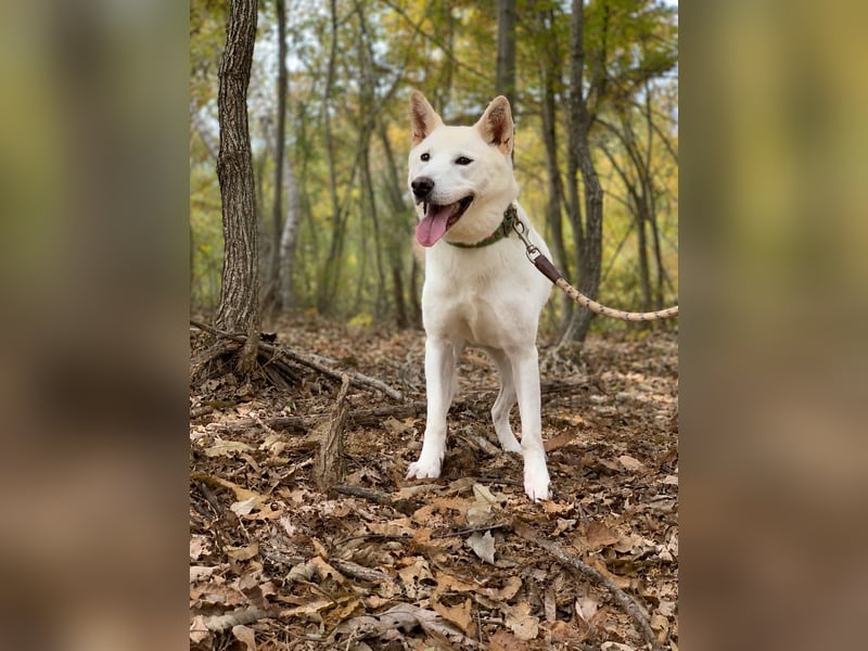 Bongsik sucht seine Familie auch mit Kinder