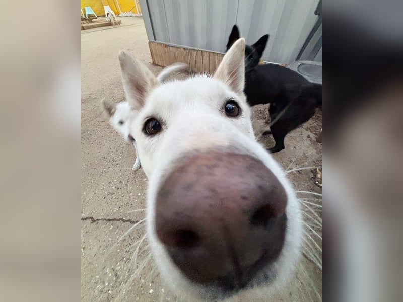 Sunhee, süsse Hündin ,liebt Menschen und Hunde