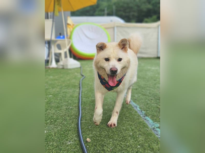 Howie, der Schatz auf vier Pfoten möchte Dein Begleiter werden