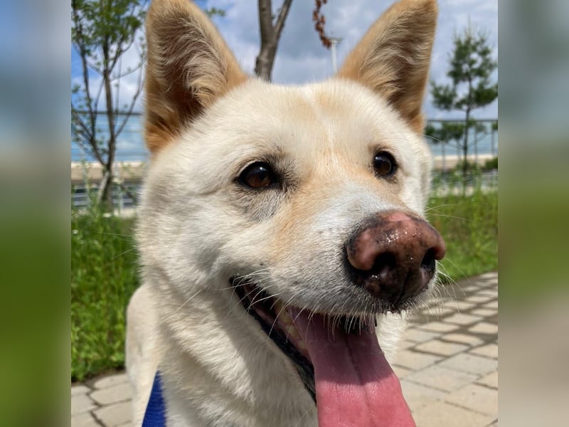 Cheese, lieber Rüde, letzter Versuch für ein zu Hause