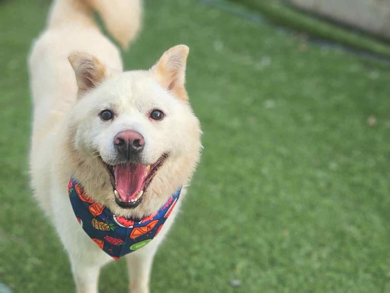 Howie, der Schatz auf vier Pfoten möchte Dein Begleiter werden