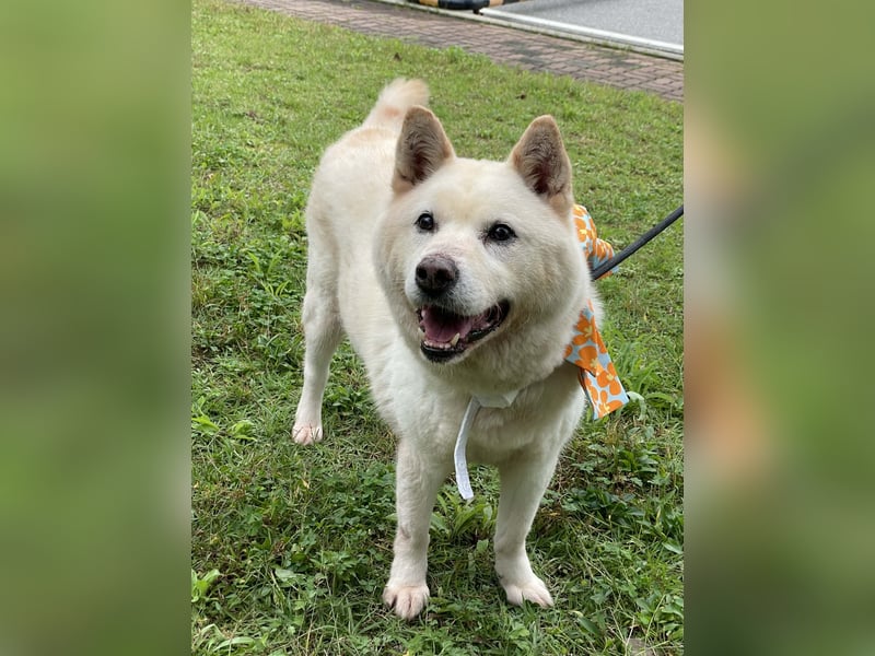 Loki der Schatz auf vier Pfoten