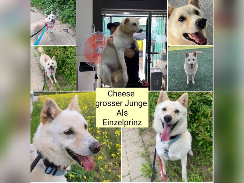 Cheese, lieber Rüde, letzter Versuch für ein zu Hause