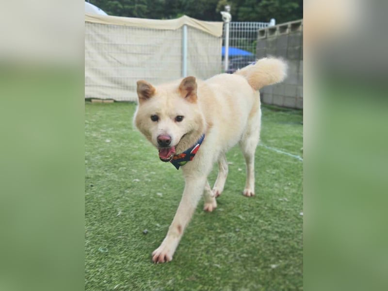 Howie, der Schatz auf vier Pfoten möchte Dein Begleiter werden