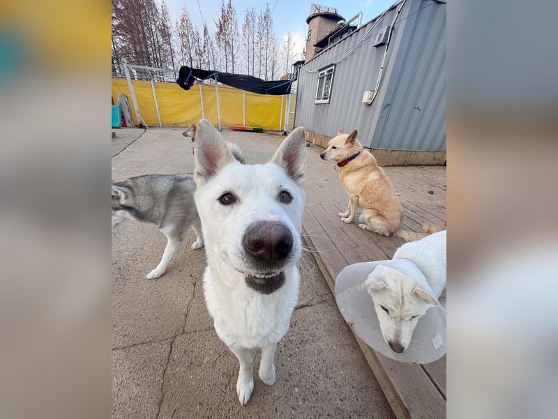 Sunhee, süsse Hündin ,liebt Menschen und Hunde