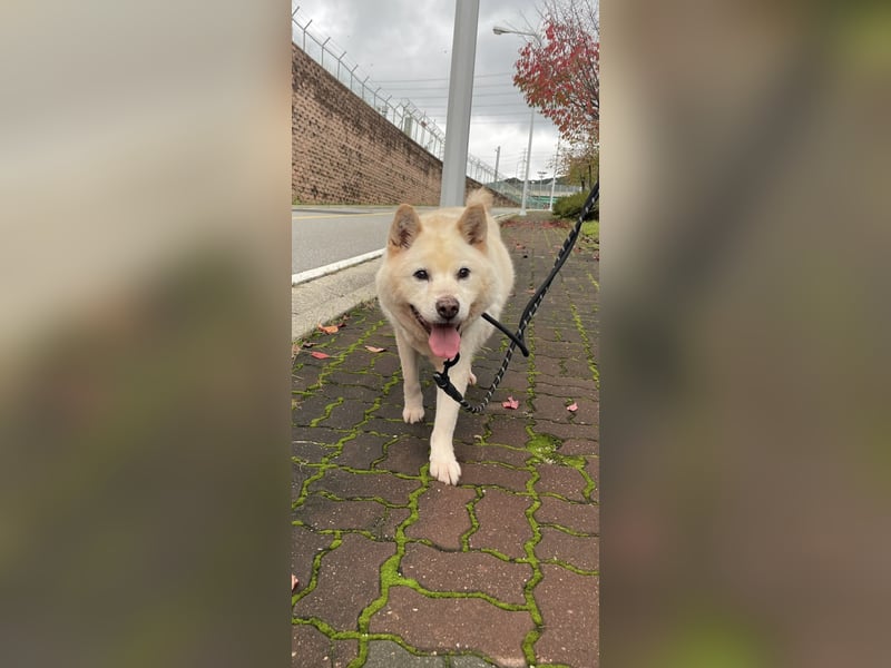 Loki der Schatz auf vier Pfoten