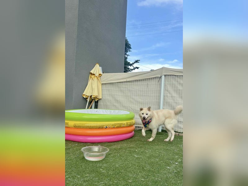 Howie, der Schatz auf vier Pfoten möchte Dein Begleiter werden