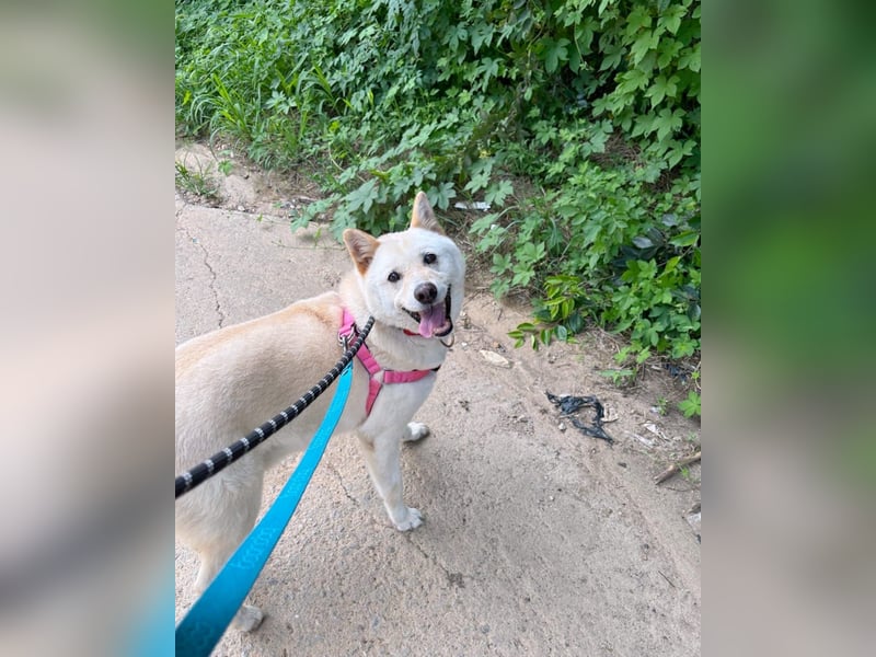 Cheese, lieber Rüde, letzter Versuch für ein zu Hause