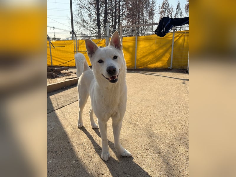 Sunhee, süsse Hündin ,liebt Menschen und Hunde