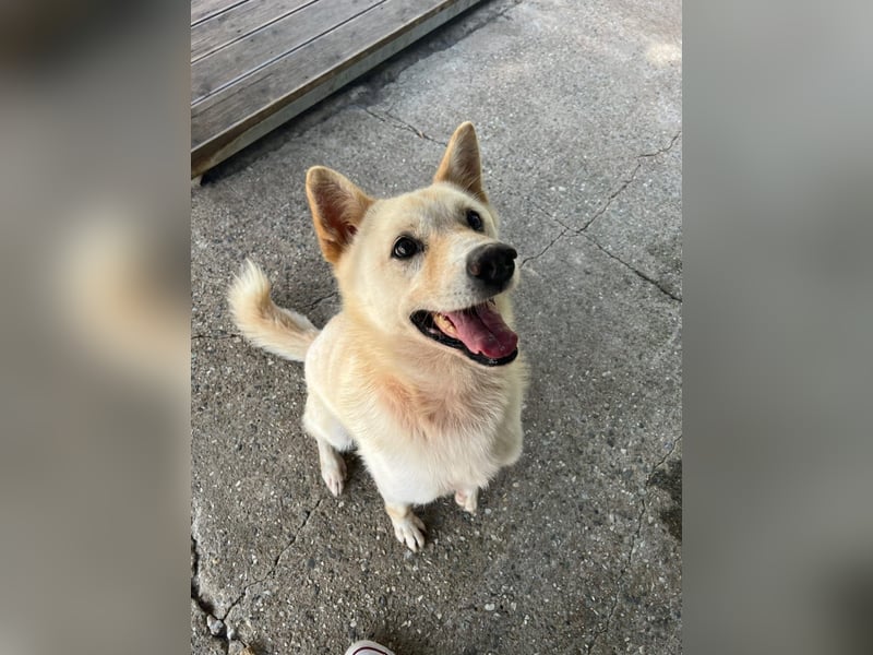 Cheese, lieber Rüde, letzter Versuch für ein zu Hause